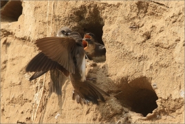 <p>BŘEHULE ŘÍČNÍ (Riparia riparia) - jižní Morava ---- /European sand martin - Uferschwalbe/</p>